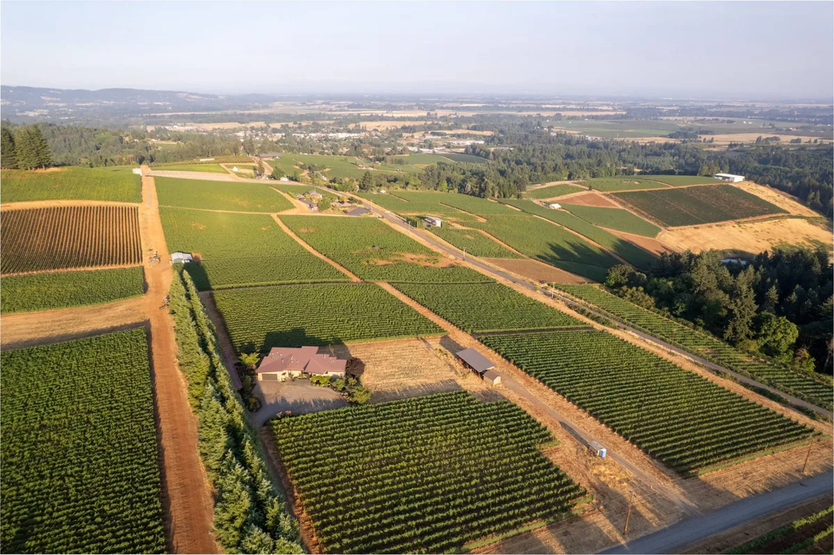 This image captures a sweeping view of lush vineyards, the house nestled within, a country road winding through the landscape, and distant hills fading into the horizon. The open sky suggests expansive vistas and tranquil rural beauty.
