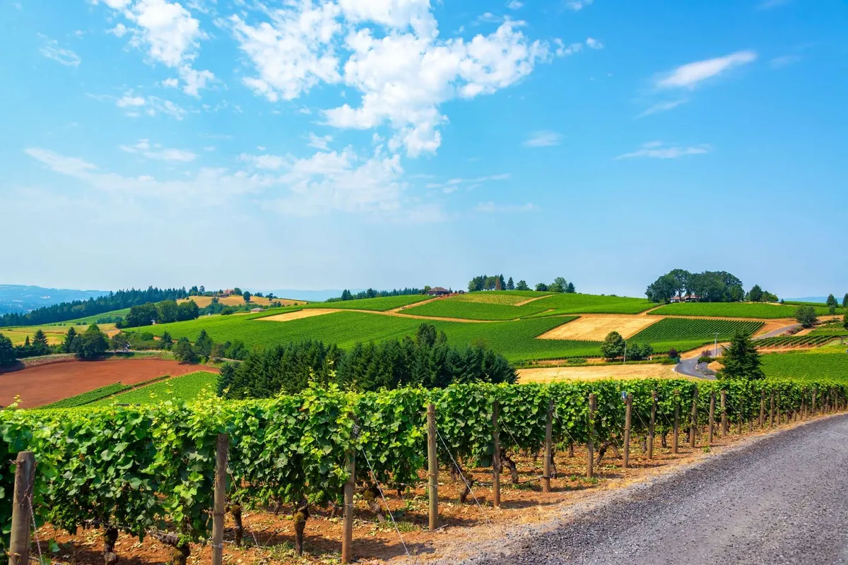 Rolling vineyards unfurl beneath a bright blue sky, flanked by distant trees and gentle hills. The open terrain is ideal for outdoor activities, photography, and quiet contemplation.