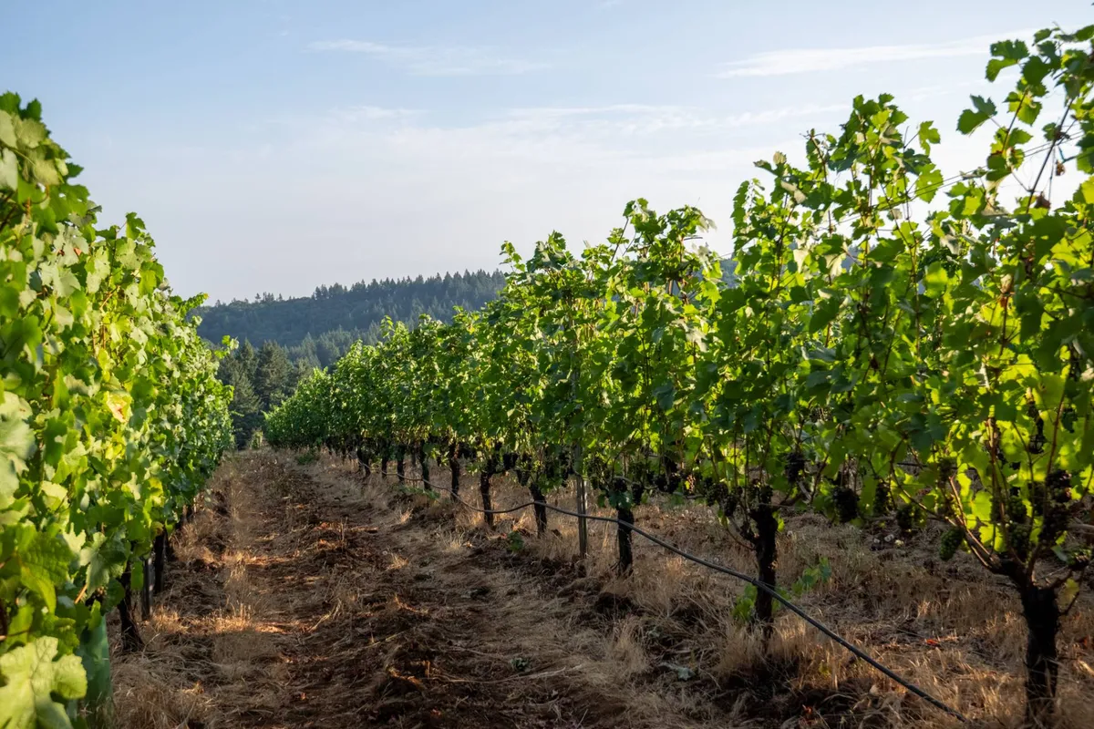 This image presents rows of lush grapevines stretching across the landscape under a clear sky, with gentle hills in the background. The atmosphere is serene, encapsulating the essence of an Oregon vineyard and the surrounding wine country.