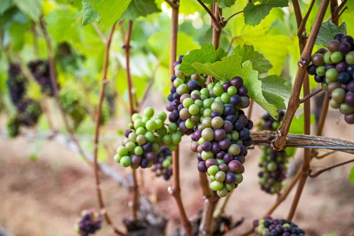A close-up shot of vibrant grape clusters hanging from leafy vine branches, capturing the textures and bounty of the vineyard at harvest time. The image radiates freshness and celebrates the agricultural abundance of the land.